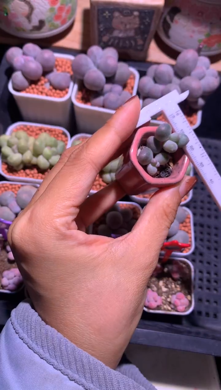 米可奶酪，满28包邮，不满发一个叶片到付