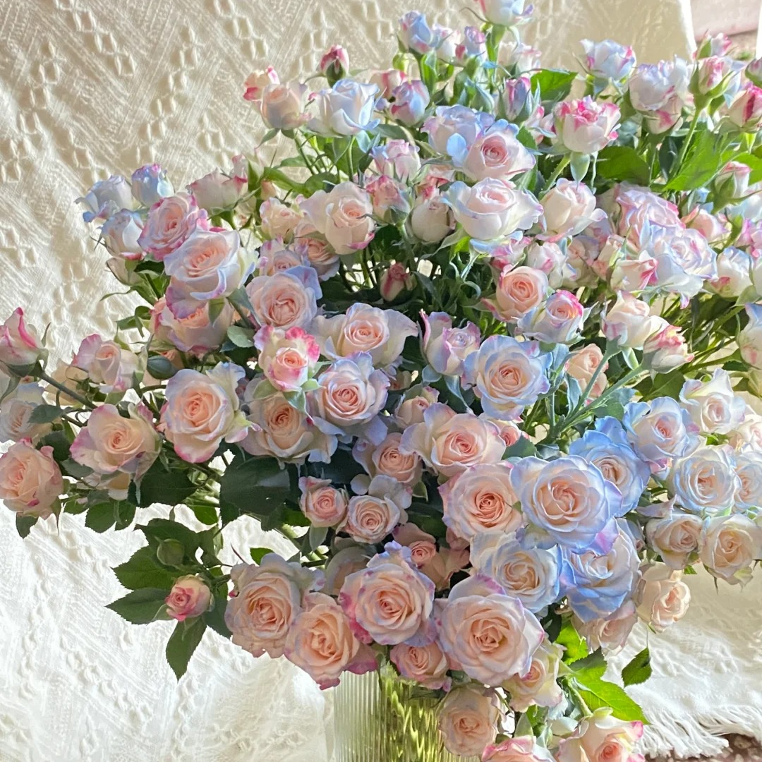 【喷色碎冰蓝】多头玫瑰花云南基地直发  一单包邮