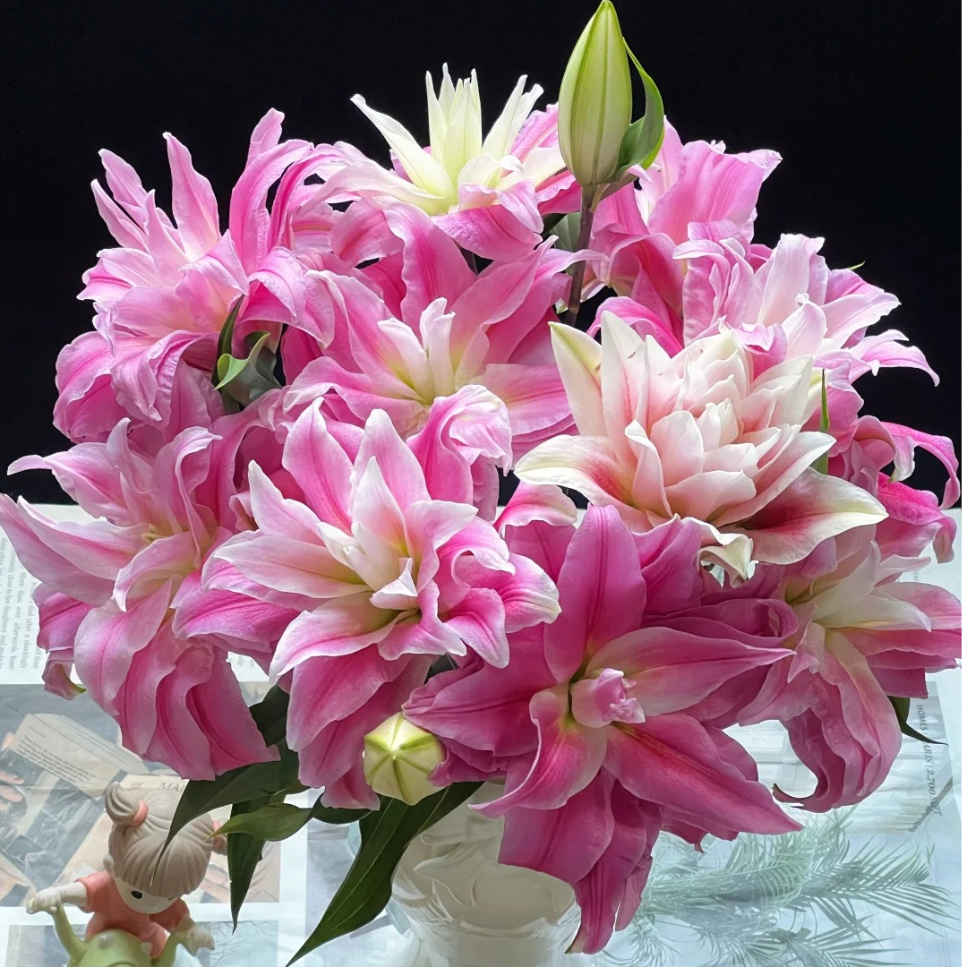 红丝带·重瓣香水百合，基地直发