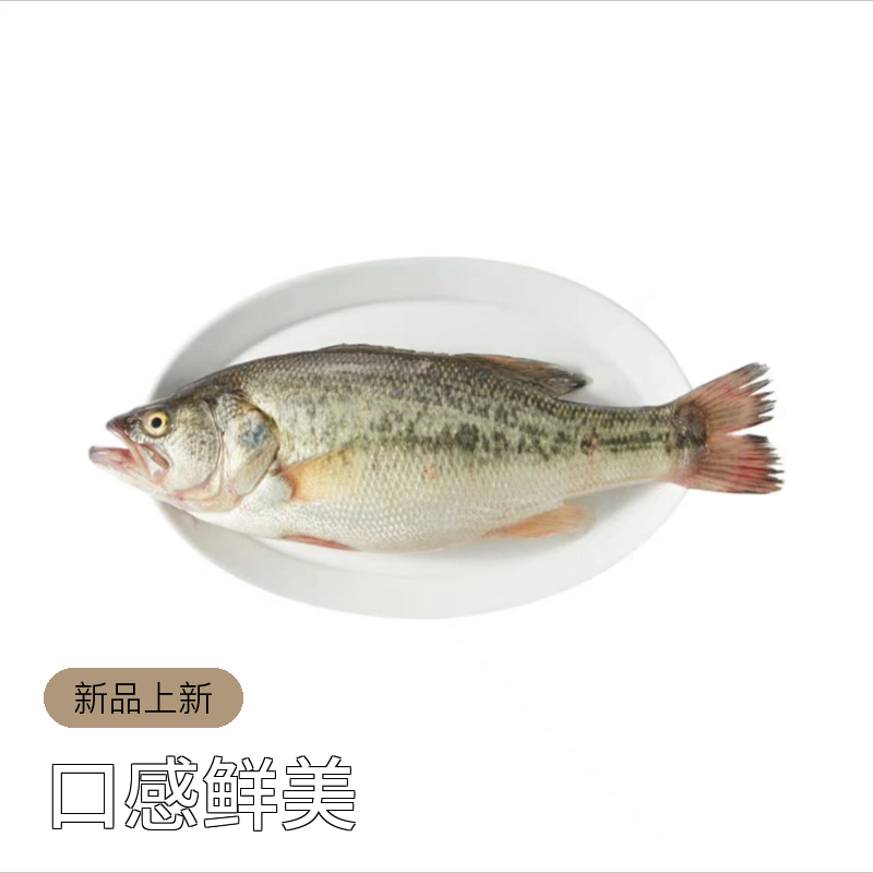 淡水鱼 鲈鱼 多规格可选