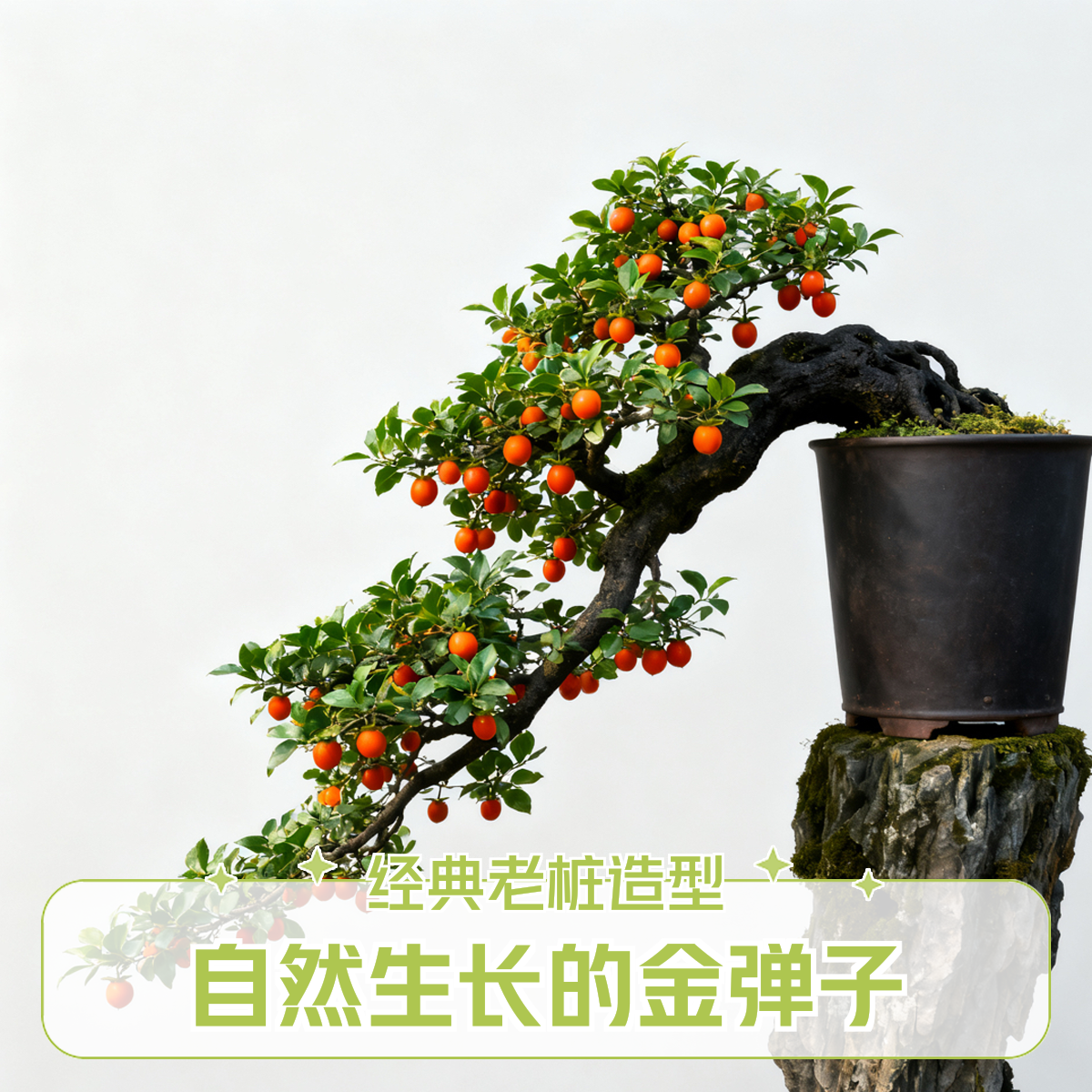 精品老庄金弹子，一物一拍链接