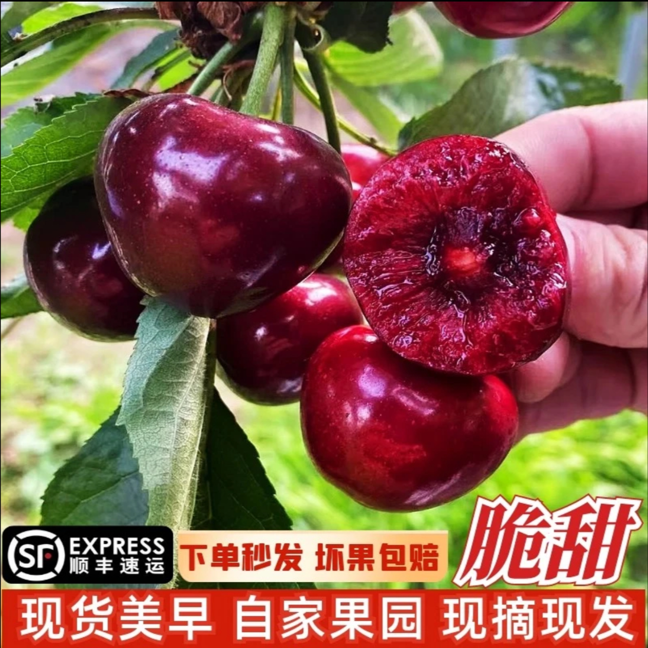 【混发】新鲜美早大樱桃现摘现发蓟州特产产地直发自家生态农场一斤二斤4J-6J(8-15g以上)美早