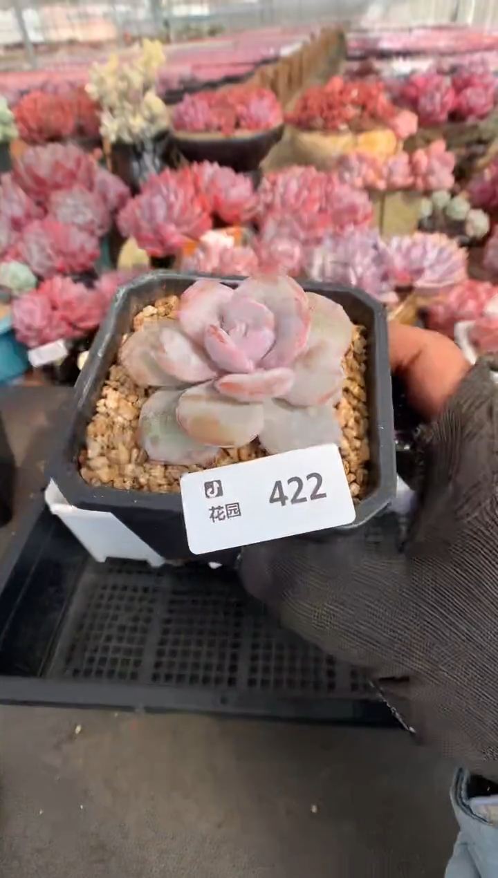 422奶茶一物一拍