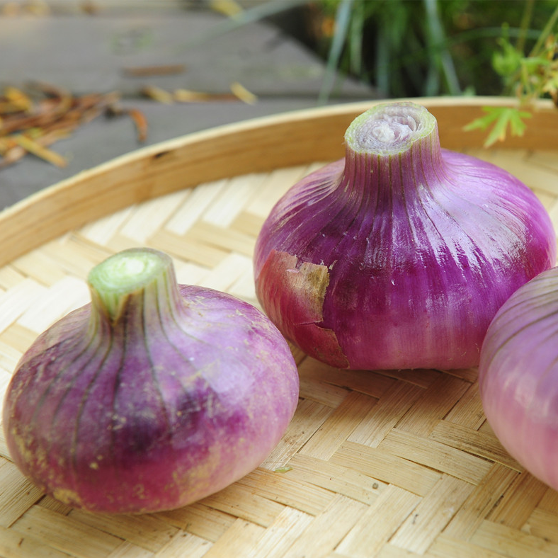 四季锄禾紫皮洋葱（5斤装）0农残