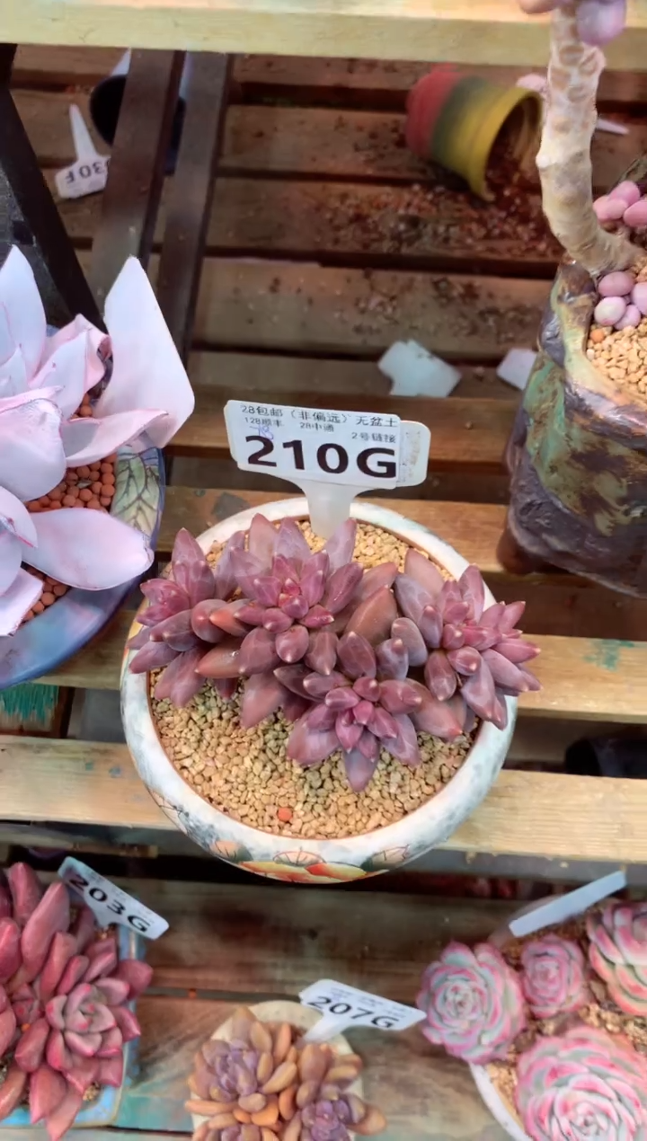 210G（一物一拍，精品多肉，w所见即所得 ）