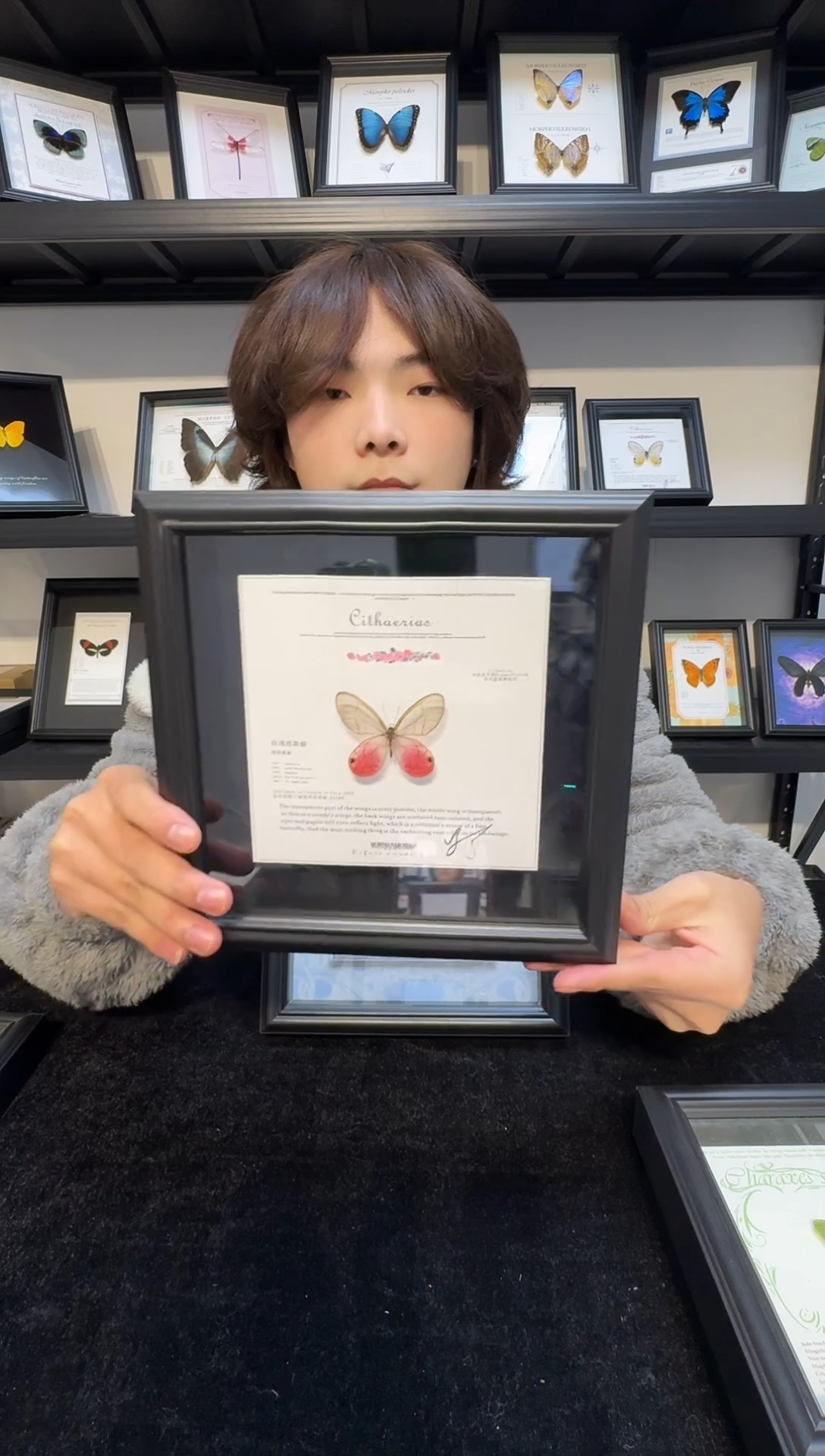 玻璃真实蝴蝶标本