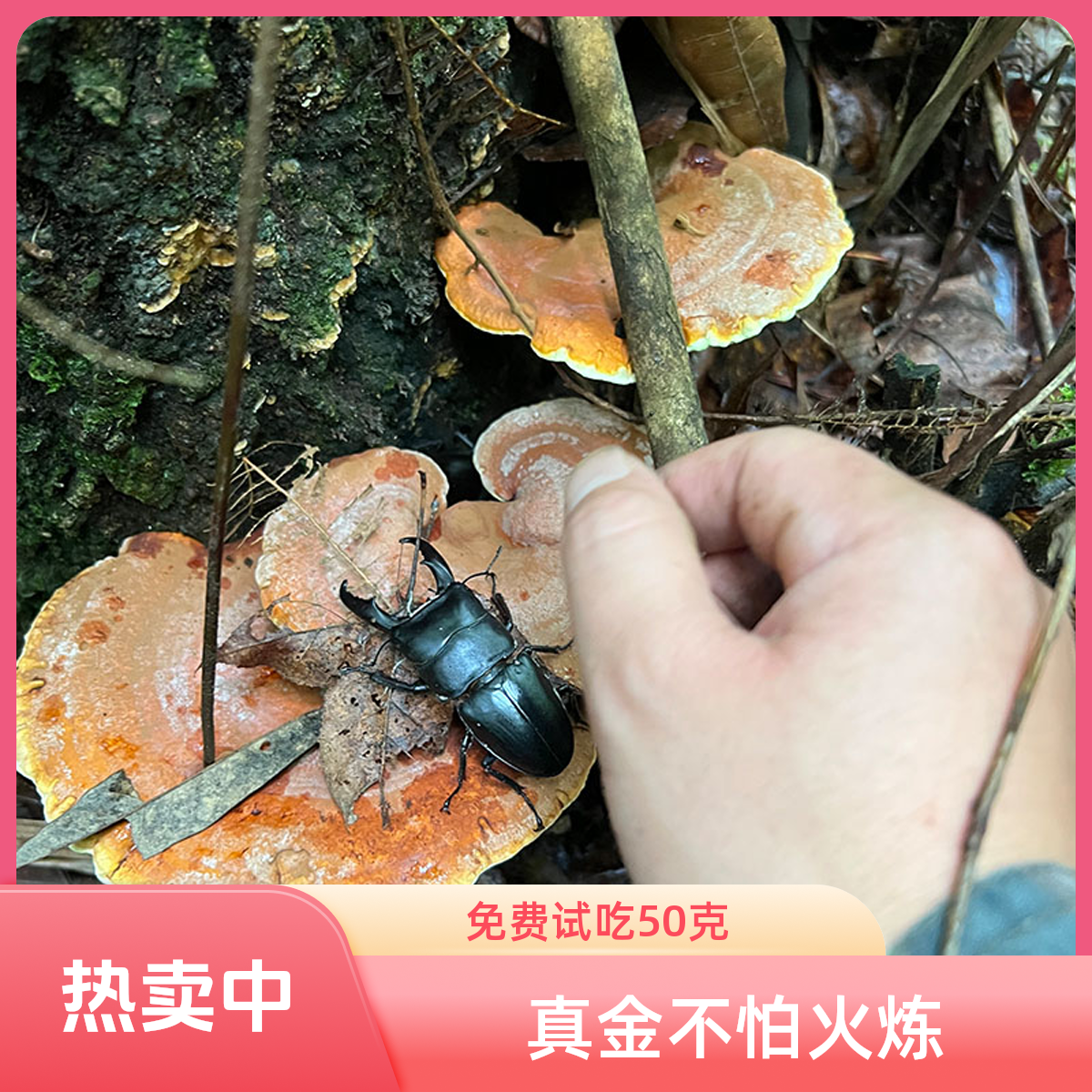 野生赤灵芝红灵芝大货黄金底靓货滋补养生煮水泡酒好料