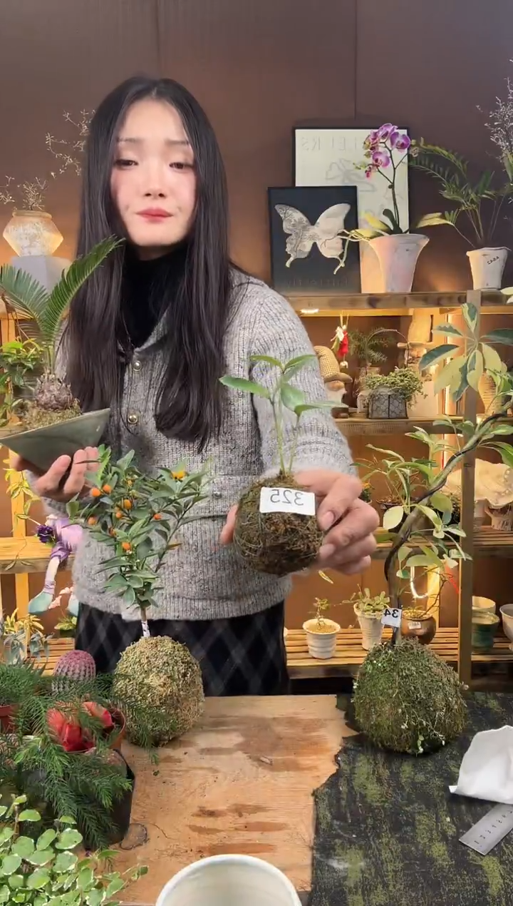 无花朵木**年墨西哥铁苔藓球325