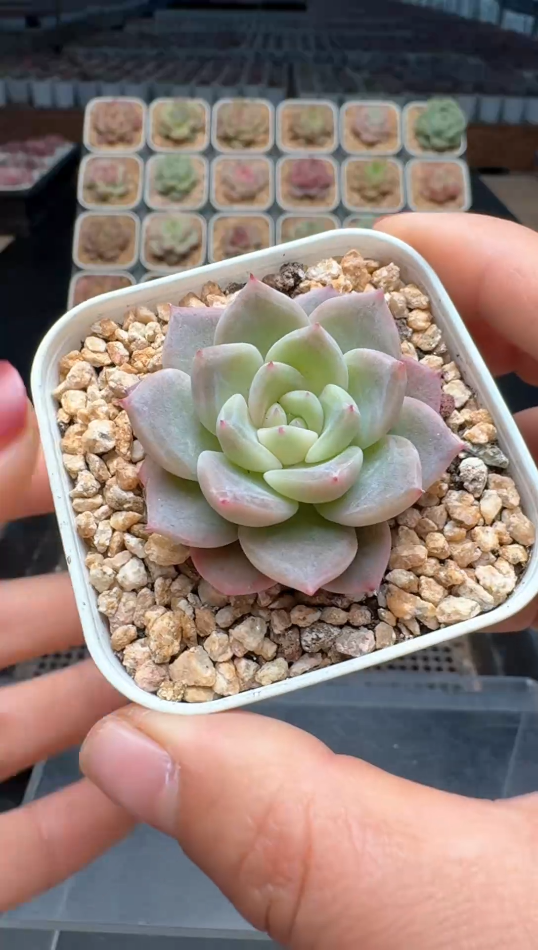 【闪购商品】353号 珍妮杂交多肉 花卉植物