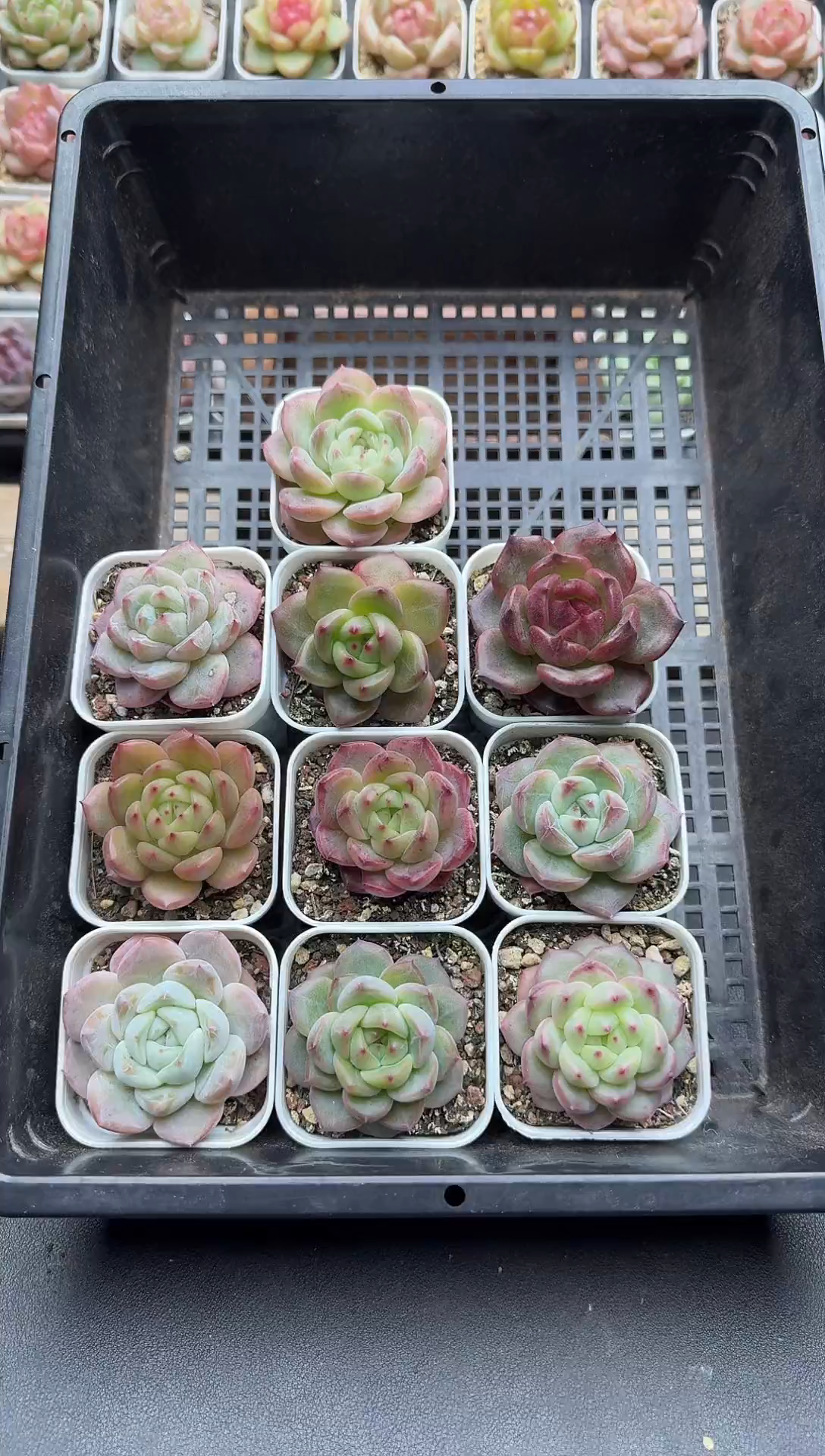 珍妮杂交多肉A996