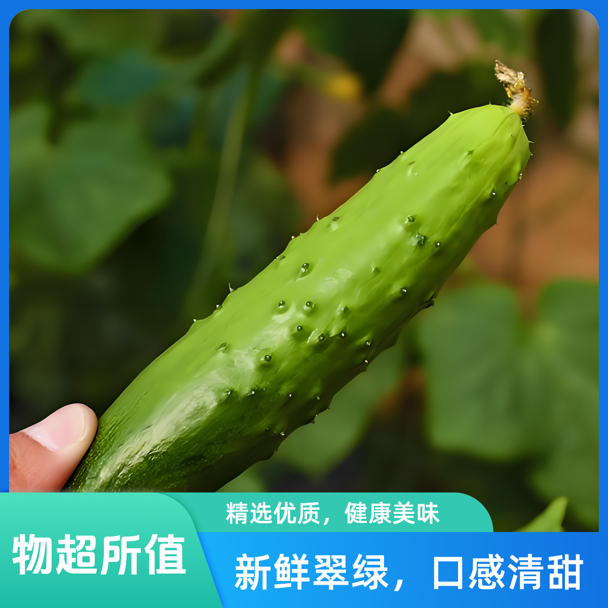 旱黄瓜1000g脆嫩爽口新鲜现摘