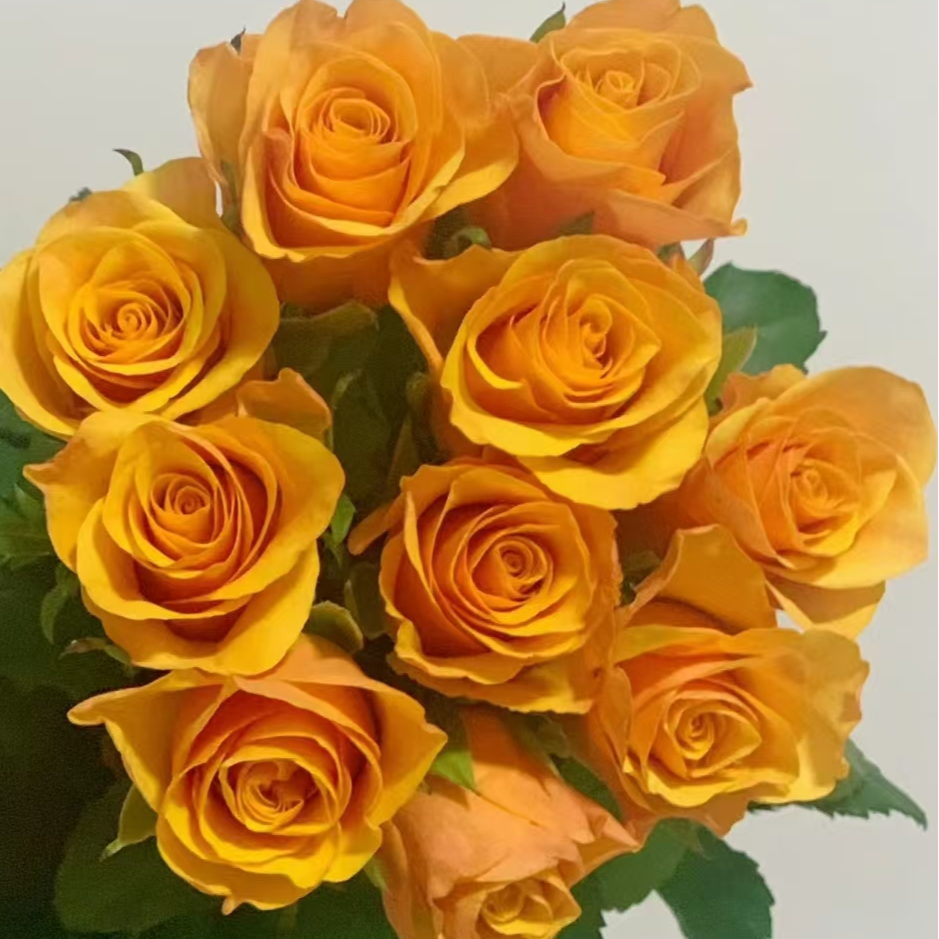 辉煌玫瑰【收到花后一定要醒花，不会醒花的请联系客服】