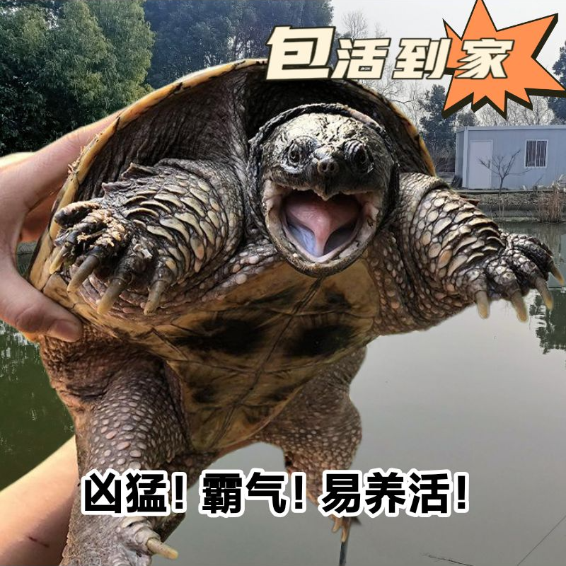 外塘养殖霸气北美、食用鳄鱼龟、大鳄鱼龟，乌龟，鳄龟包邮包活到家