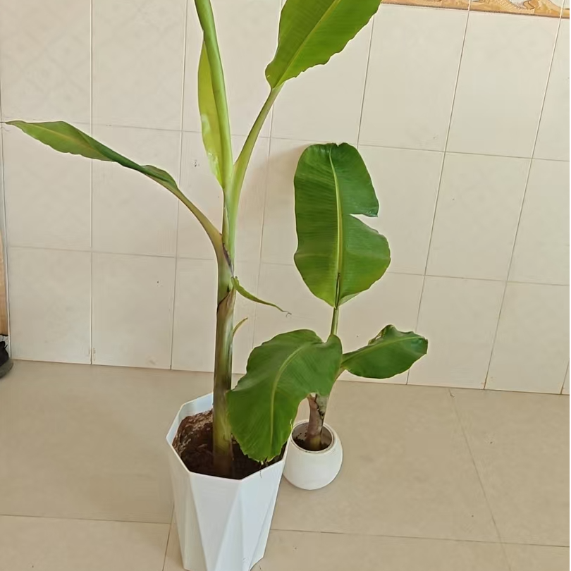 芭蕉树芭蕉大叶滴水观音盆景盆栽室内观赏