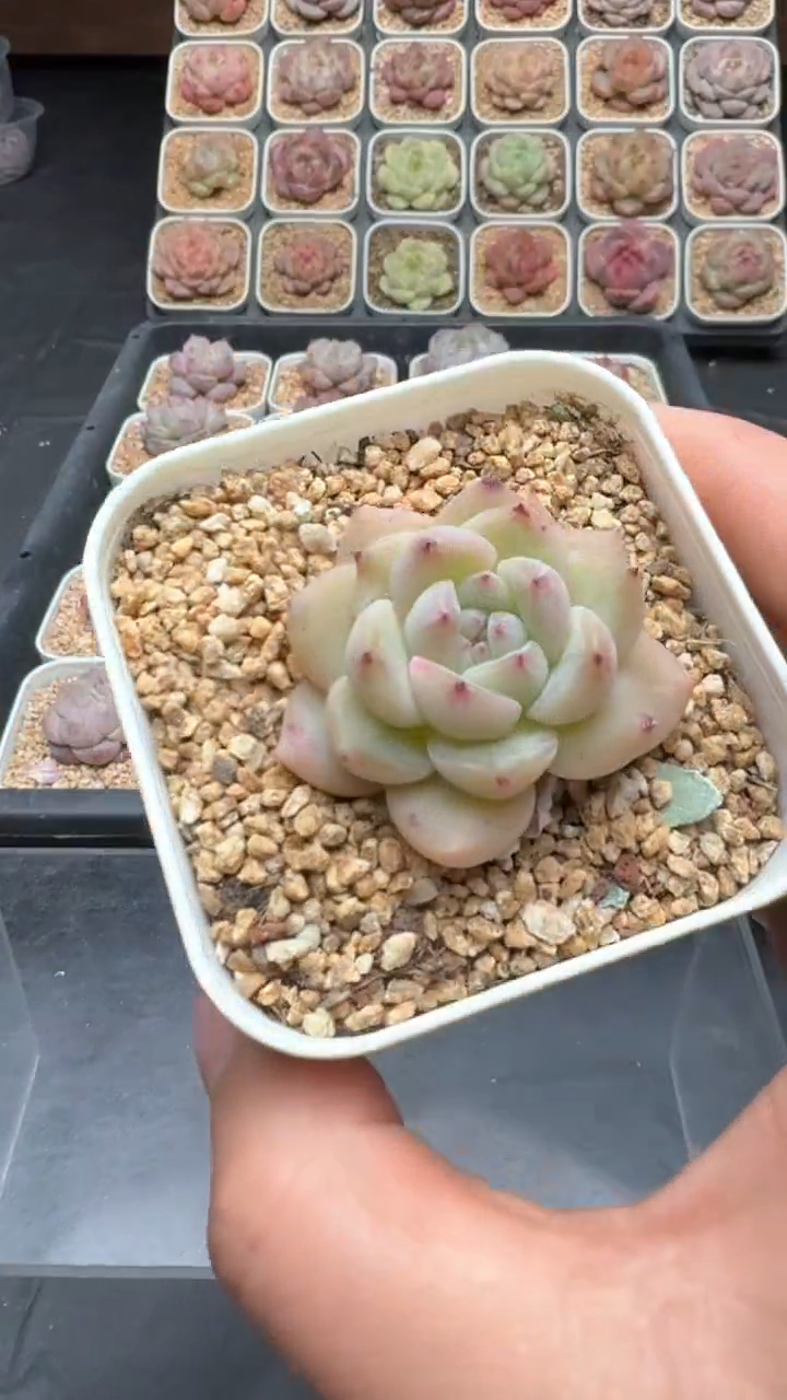 【闪购商品】142号珍妮多肉一物一拍3单包邮