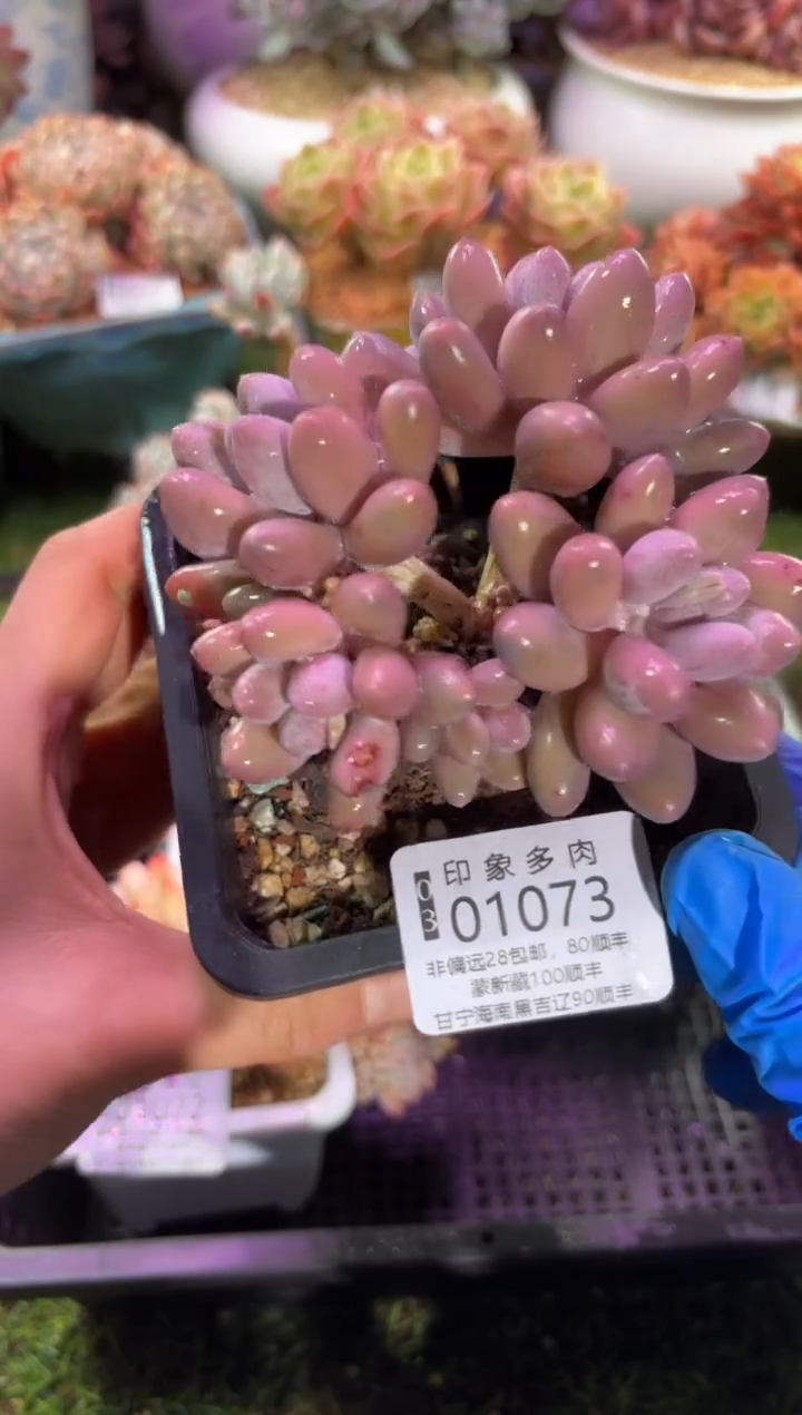 【闪购商品】01073