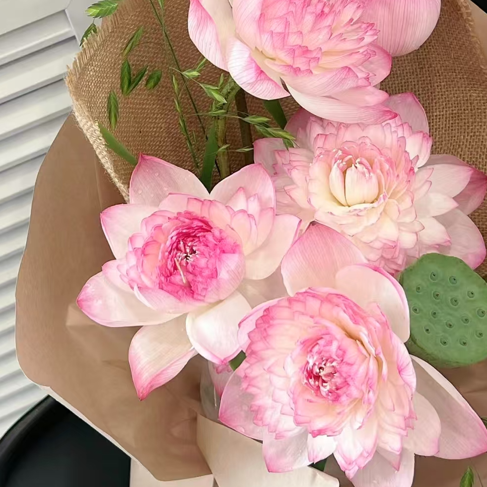 【一品花集】映日【荷花】别样红——巨无霸