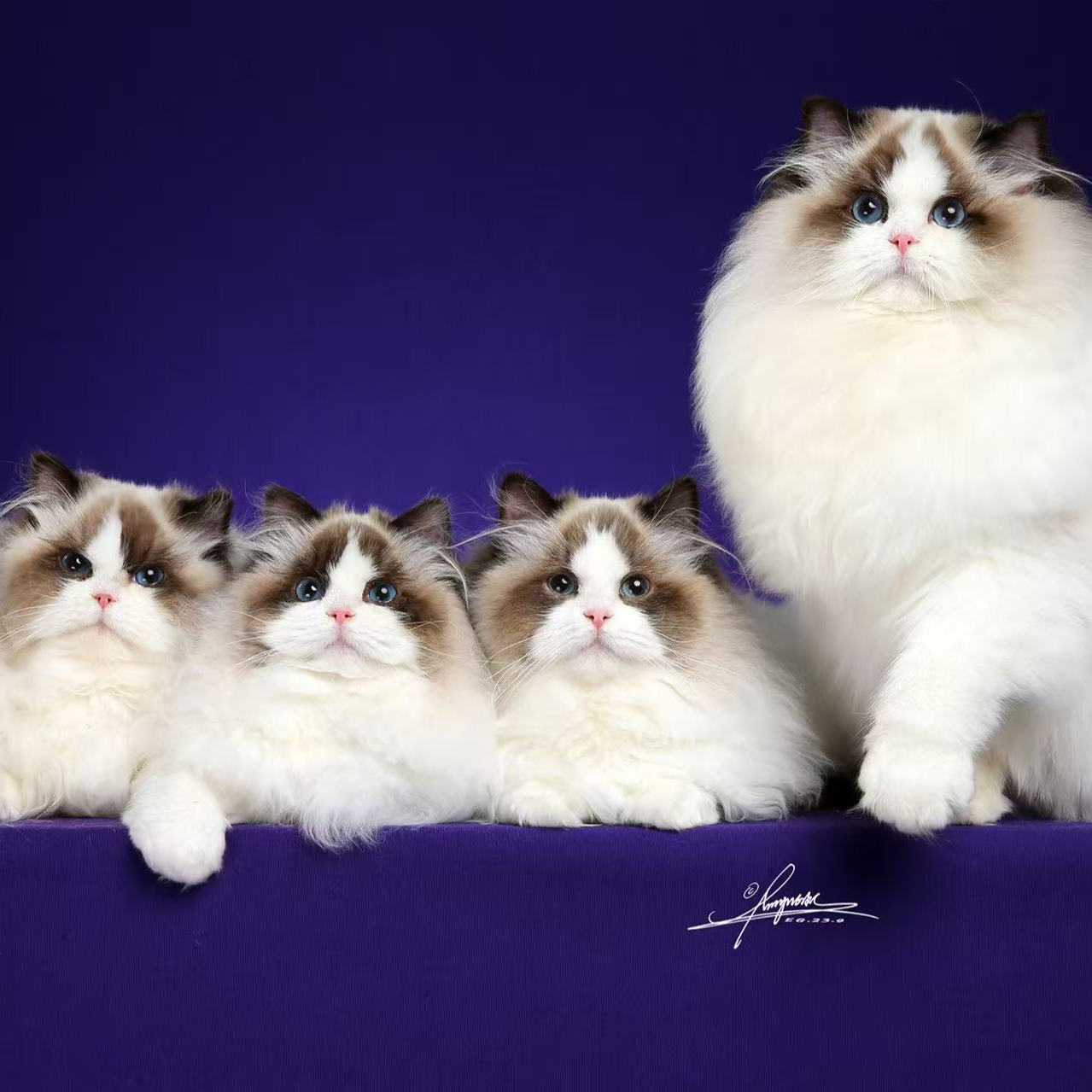 新脸版布偶猫活体链接