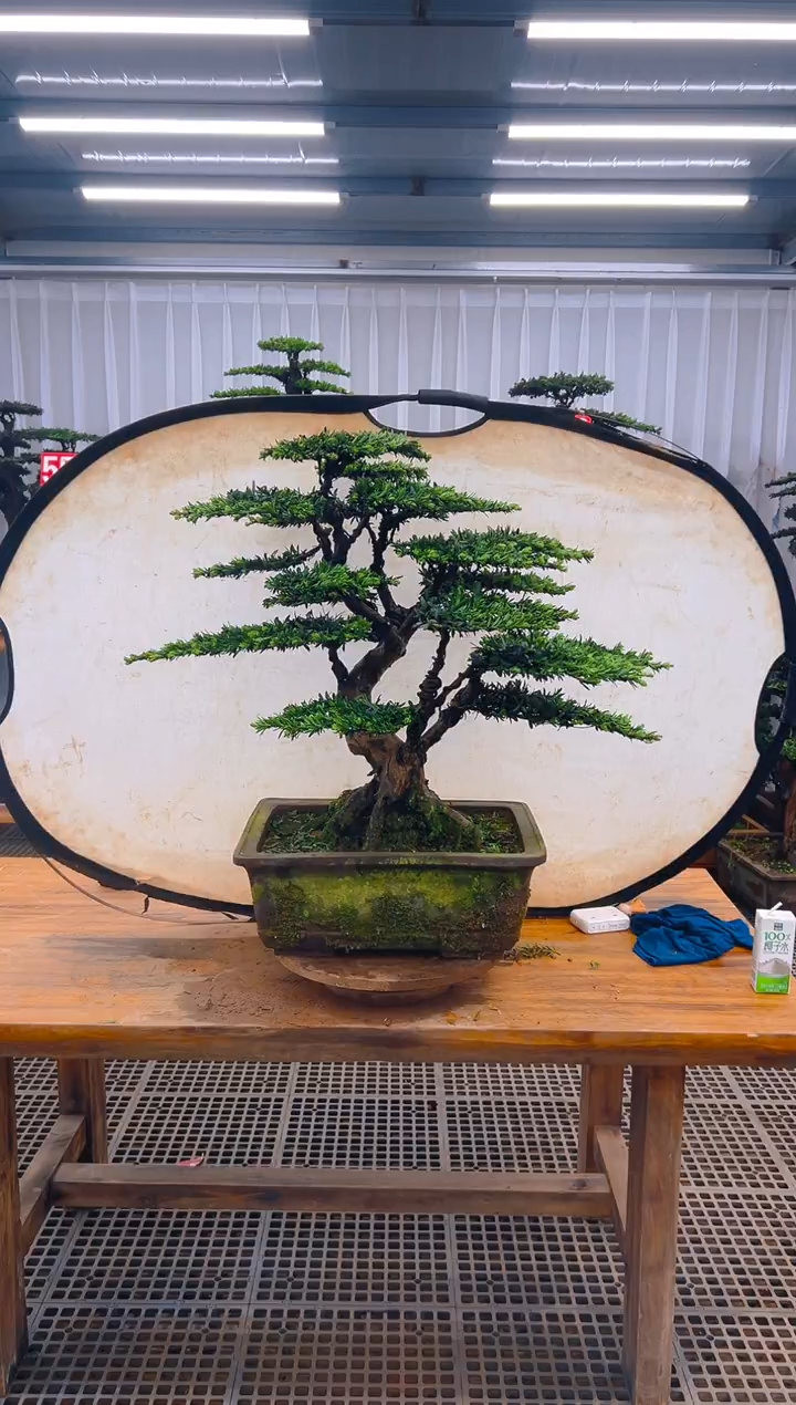 无花朵精品盆景直播间一物一拍