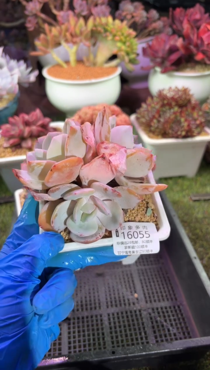 【闪购商品】16055