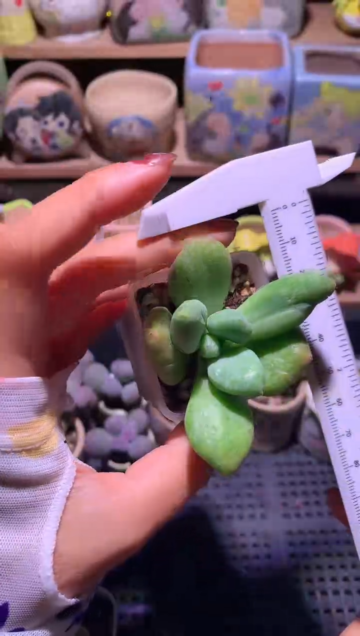 乌里韦亚单头老桩