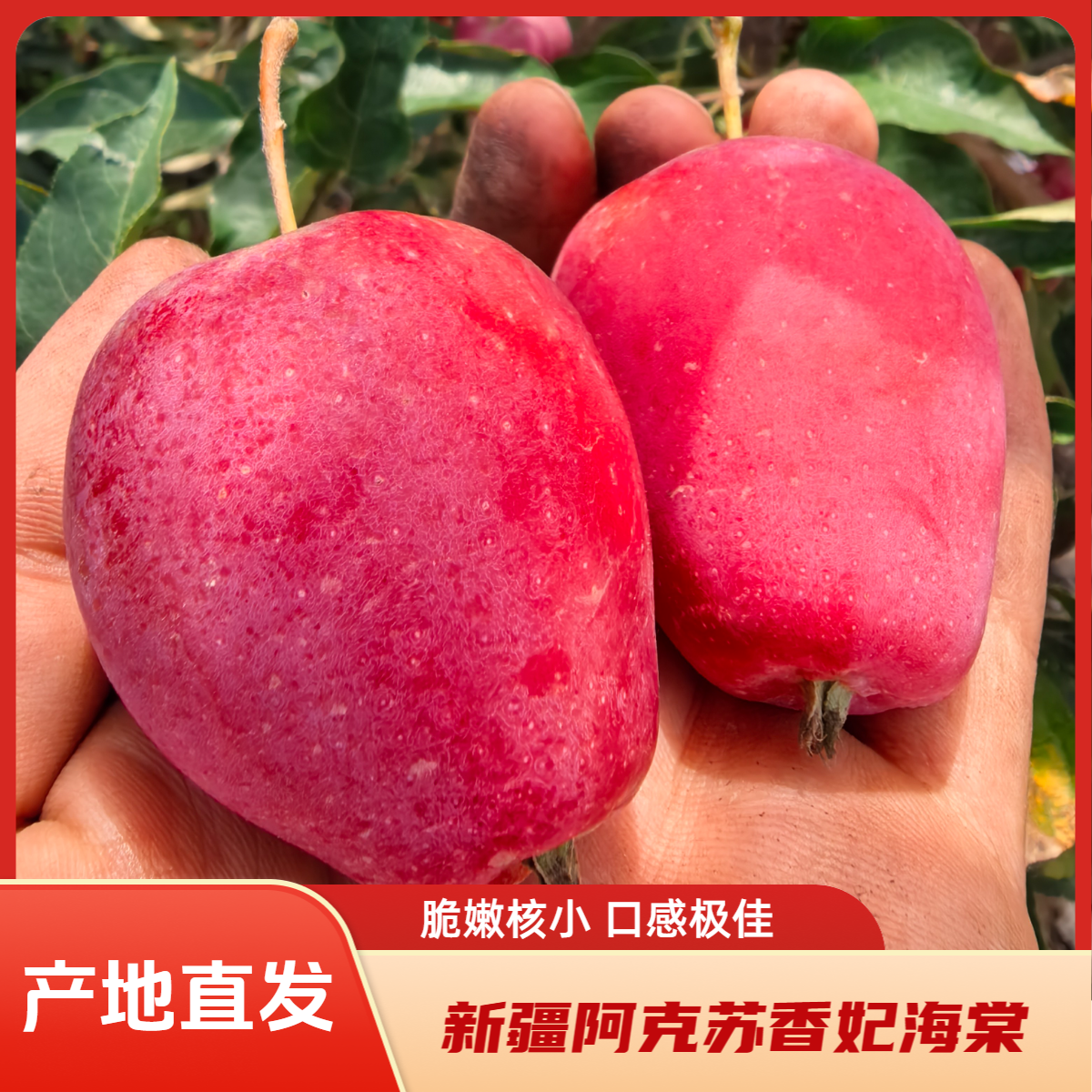 【产地直发】新疆阿克苏香妃海棠水果脆甜苹果正宗鸡心小苹果包邮