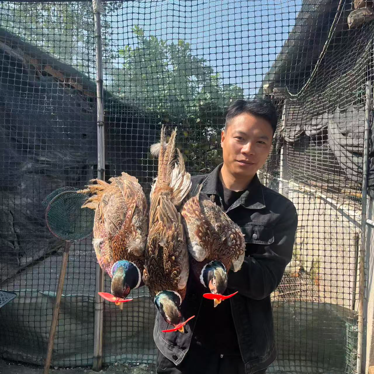 【活体】七彩山鸡长尾鸡 宠物鸡 体态圆滑七彩色庭院观赏鸡顺丰包邮