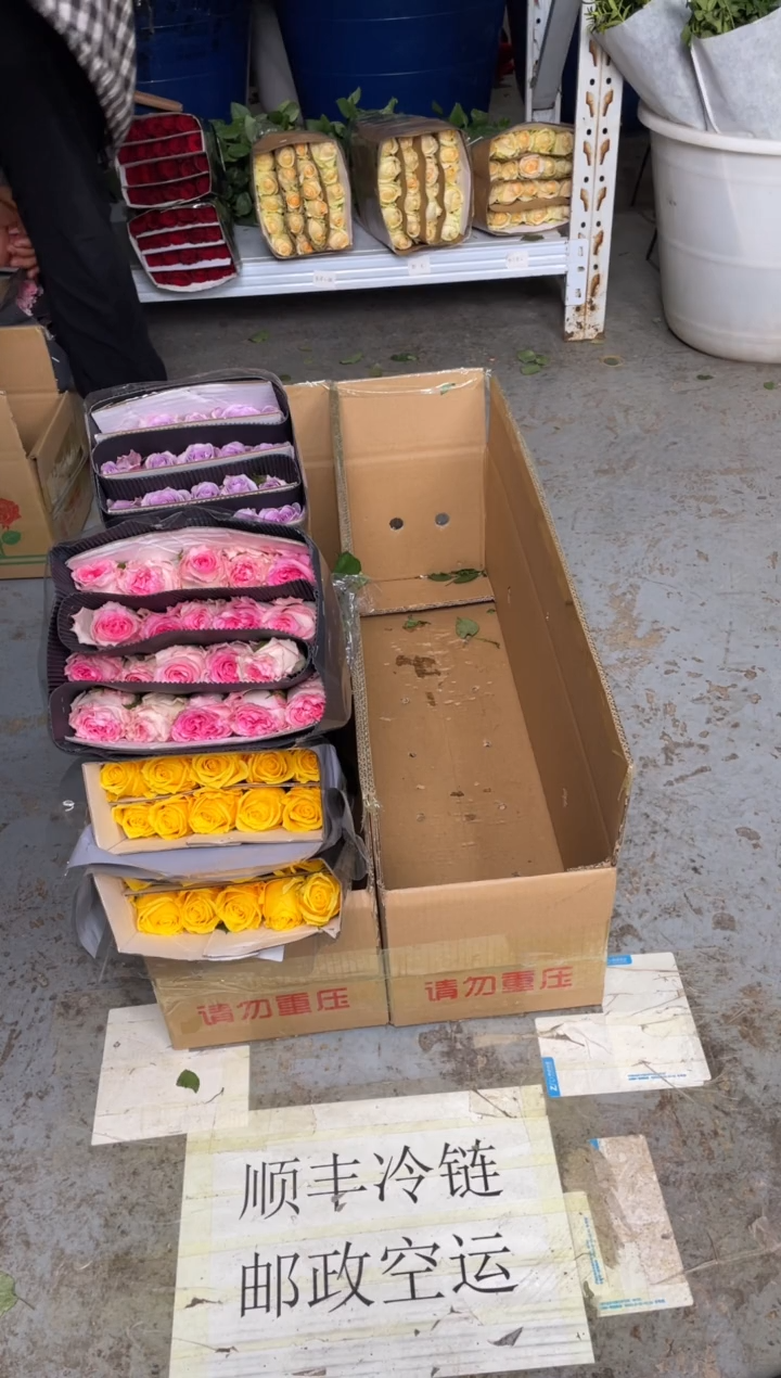 金枝20枝+洛神20枝+海洋之歌20枝