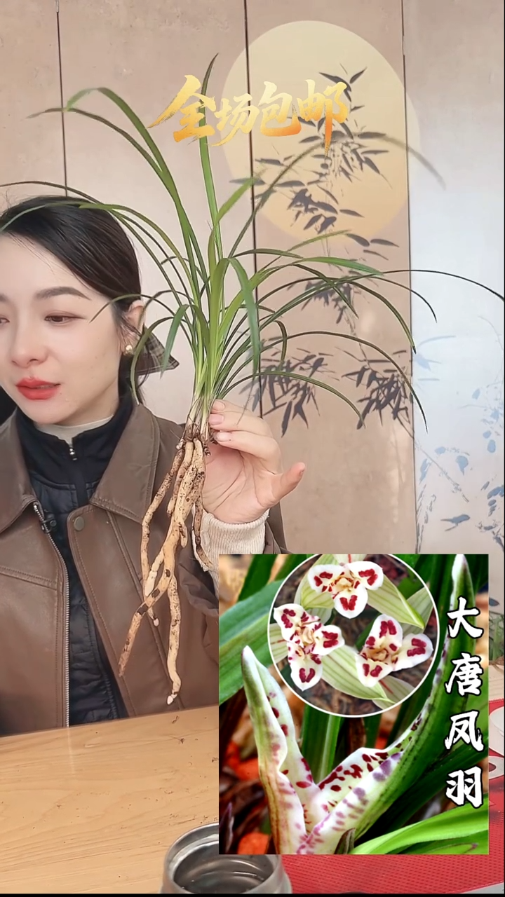 当前无花栽培后可以开花：大唐凤羽