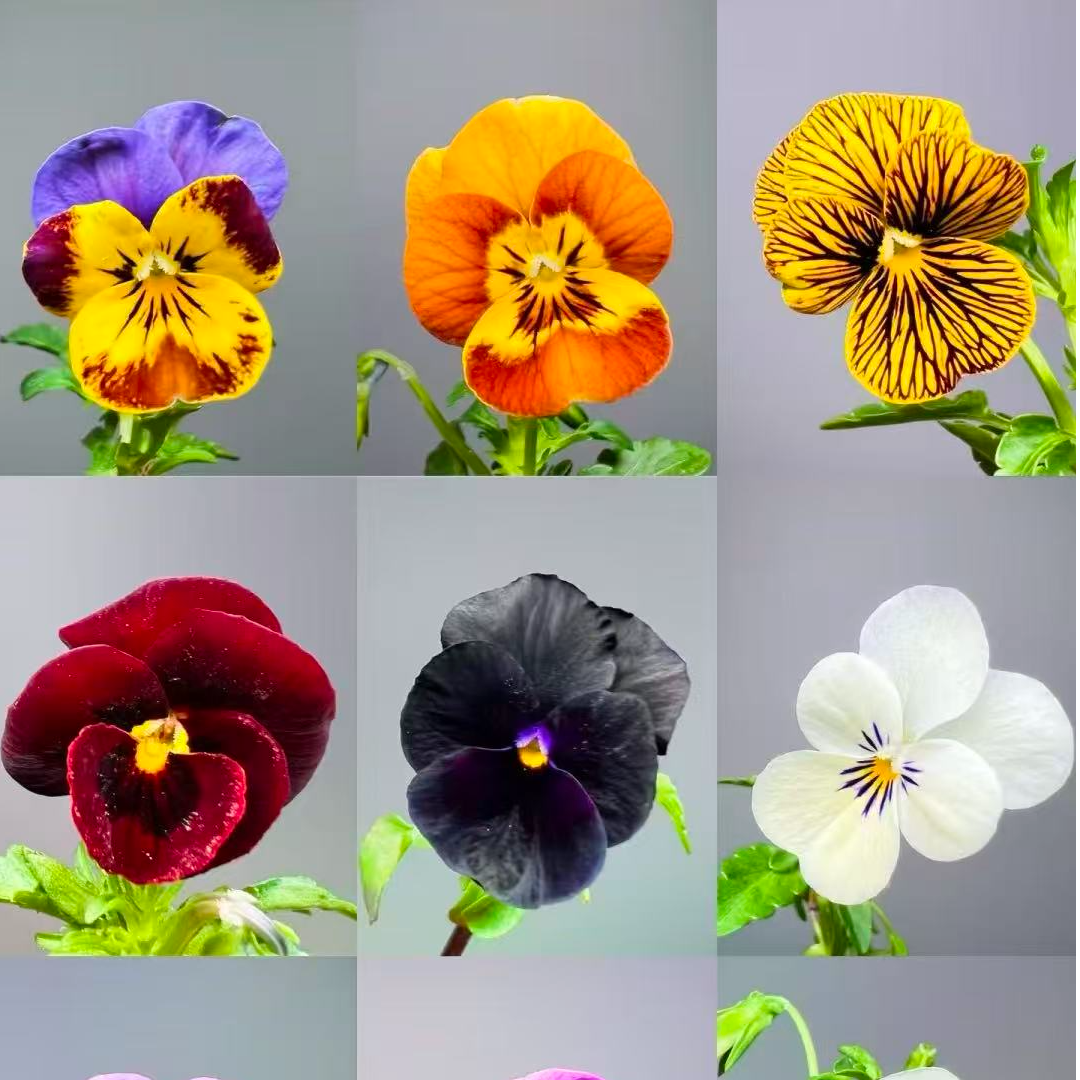 角堇带花苞多年生盆栽四季开花庭院阳台花卉