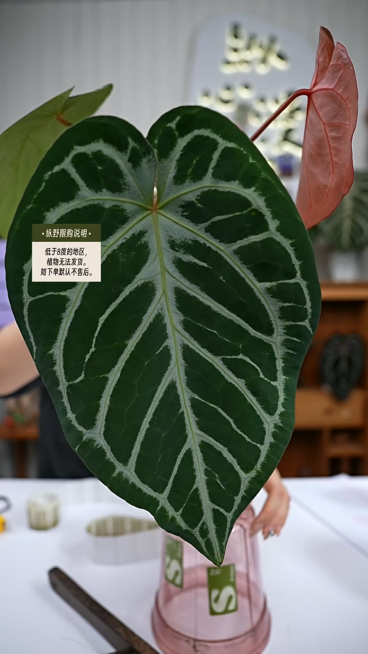 完全开放y77女团杂