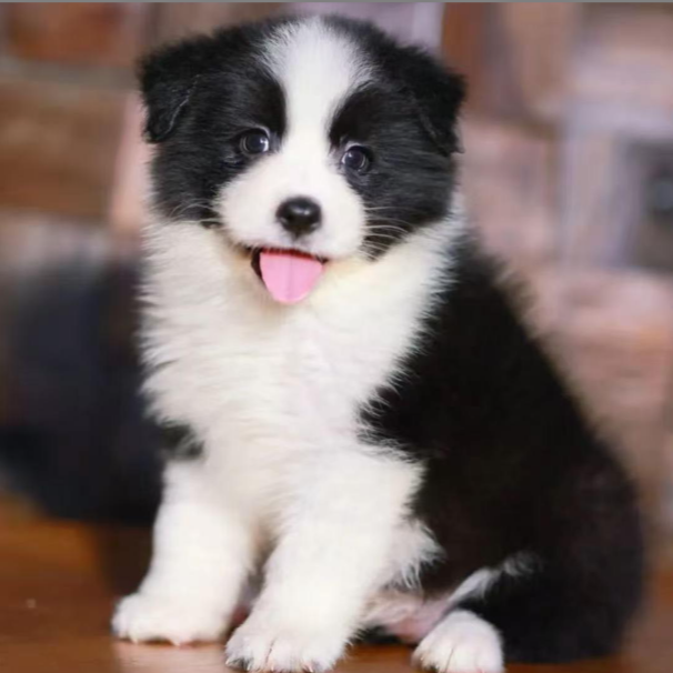 （天行边牧）T 狗狗活体