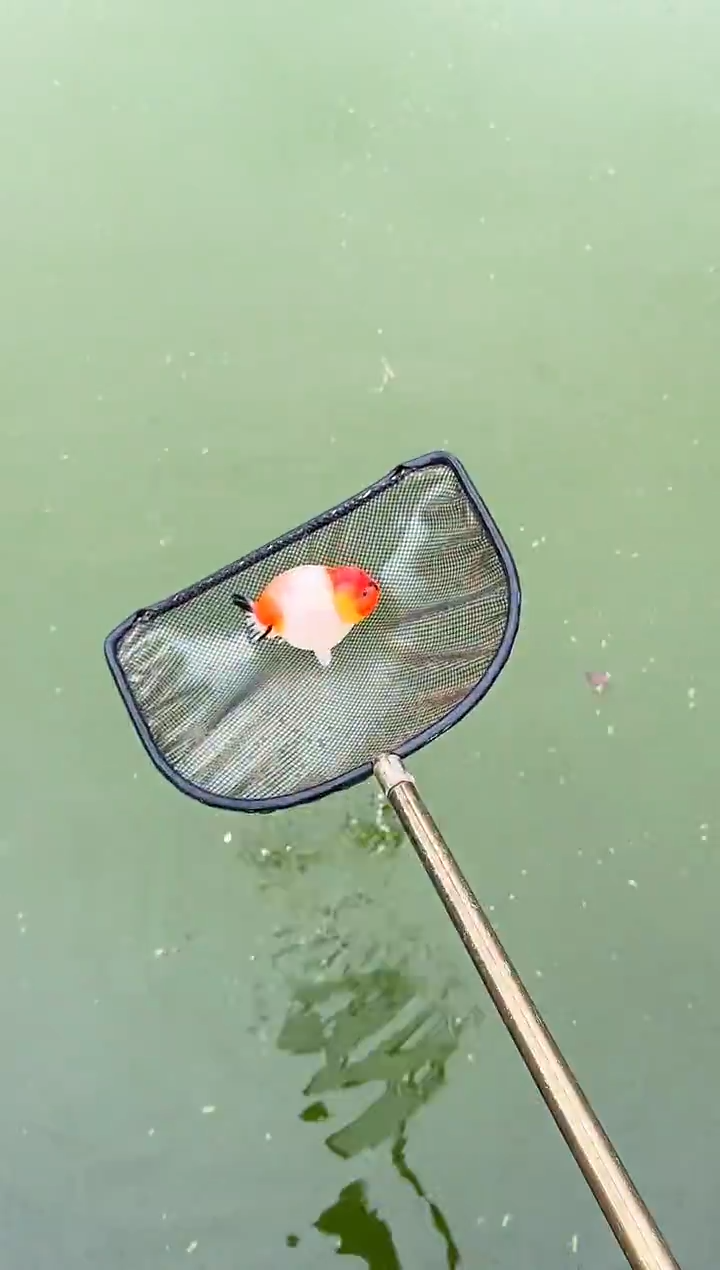 金鱼b****t水娃娃观赏鱼兰寿金鱼 不包邮