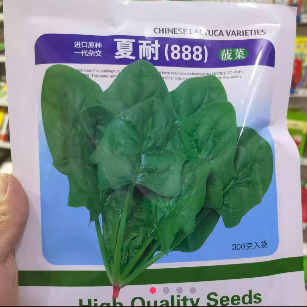 杂交耐热夏耐菠菜种子