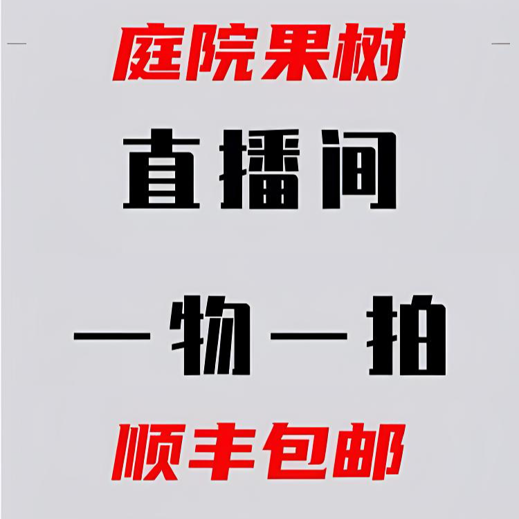 庭院柿子树 龙爪柿子 火晶柿子 脆甜柿子