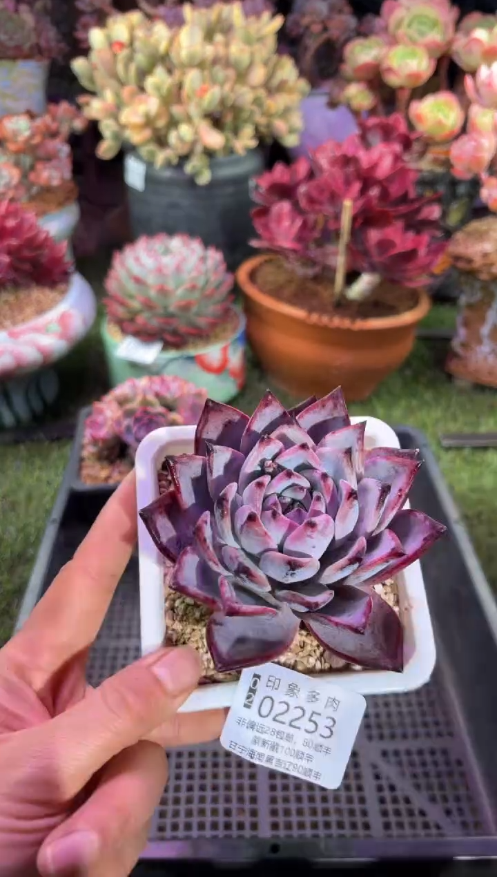 【闪购商品】02253