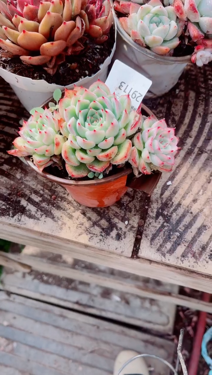 老*亮跃跃精品多肉29113