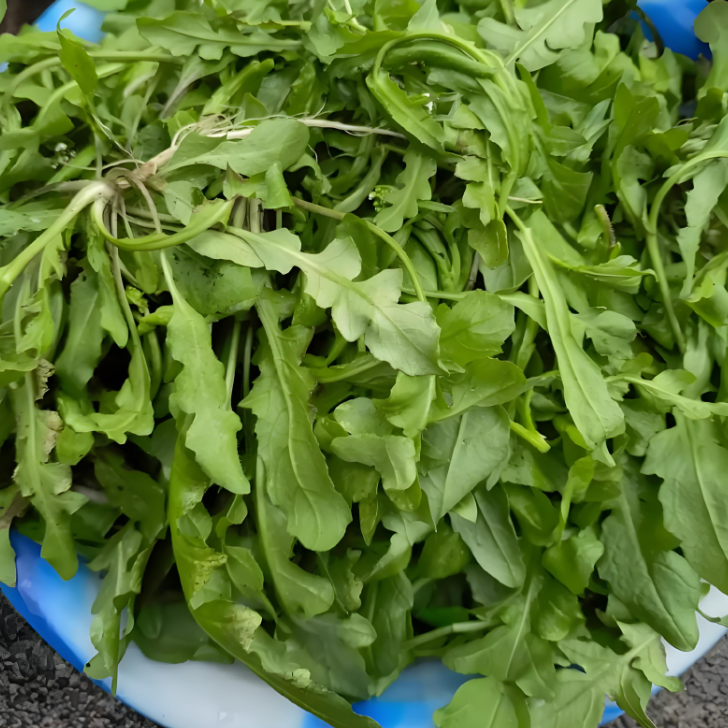 野生现挖地菜花（荠菜）