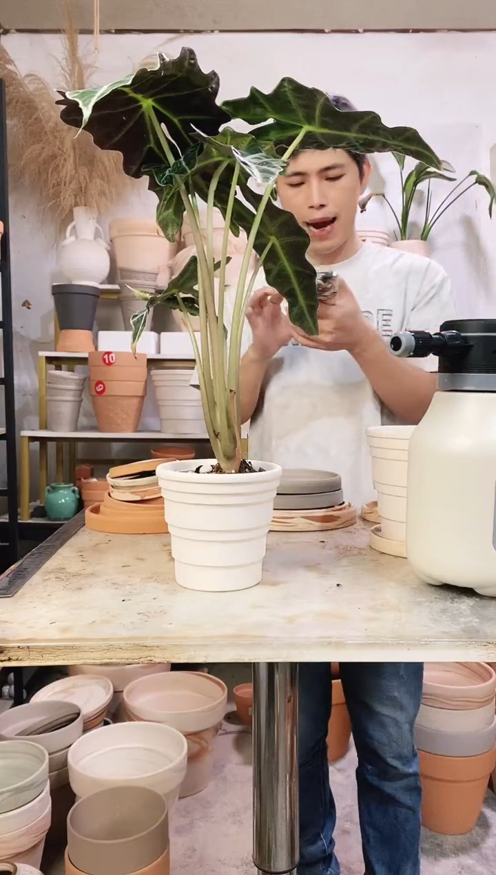 13*12白色竹节 1盆无托