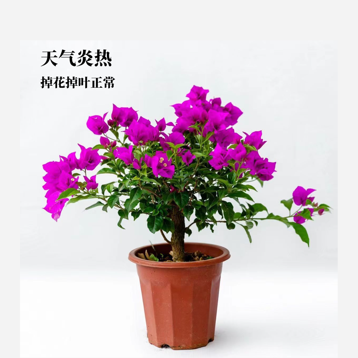 【云南紫】三角梅开花四季安格斯掉花落叶甚至光杆介意勿拍原盆原土