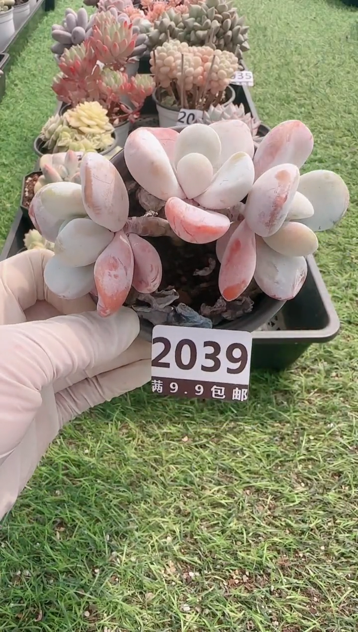 【闪购商品】信服多肉一物一拍