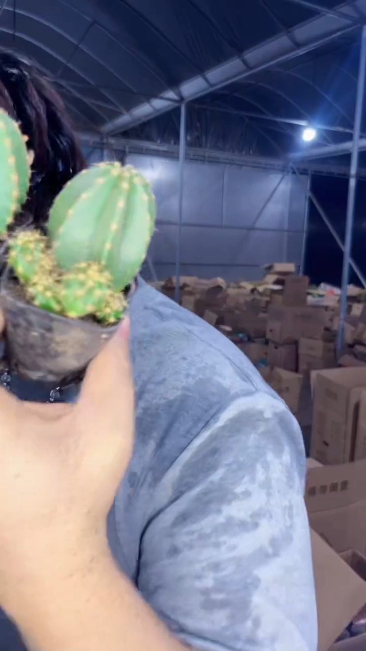 2颗 实生根 单头 微刺虾