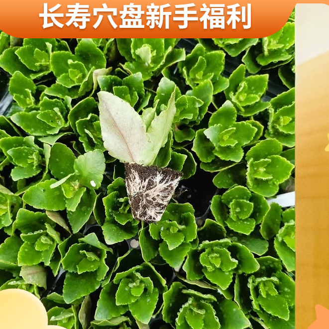  （带标签对版）福利长寿穴盘苗组合（缠膜）