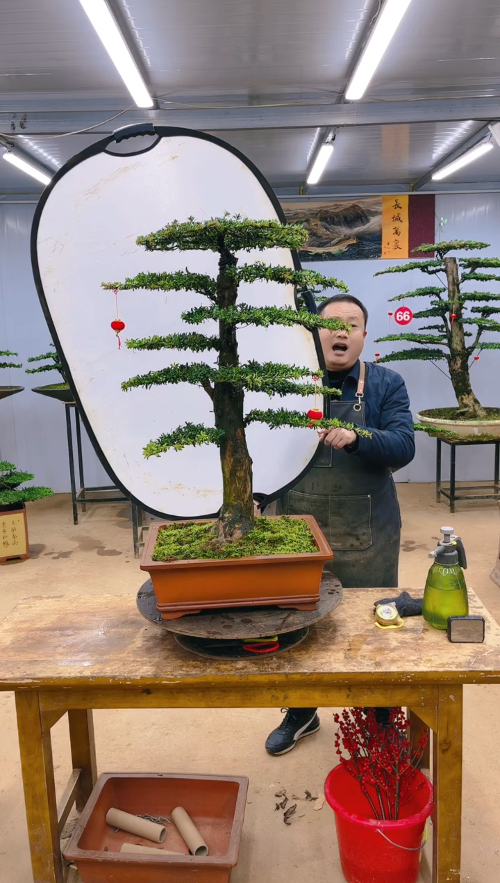 【闪购商品】精品盆景  一物一拍