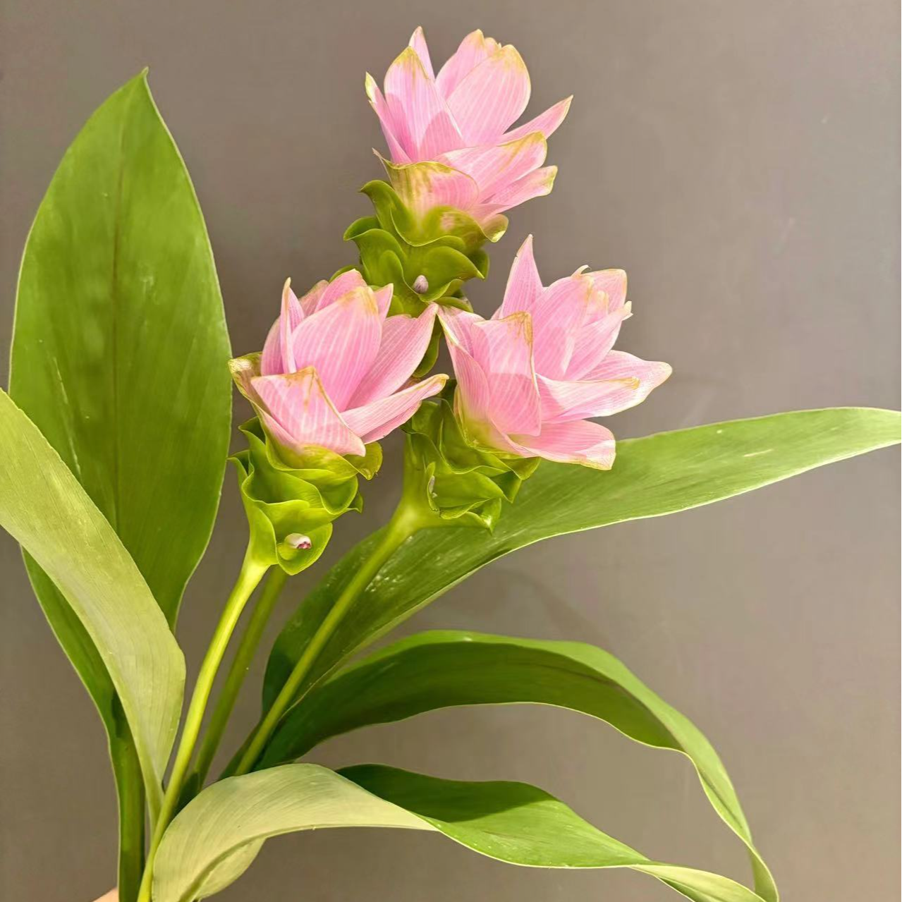 【小阿阮】姜荷花 ·A级 粉绿色搭配的清新家居鲜花装饰 顺丰直发