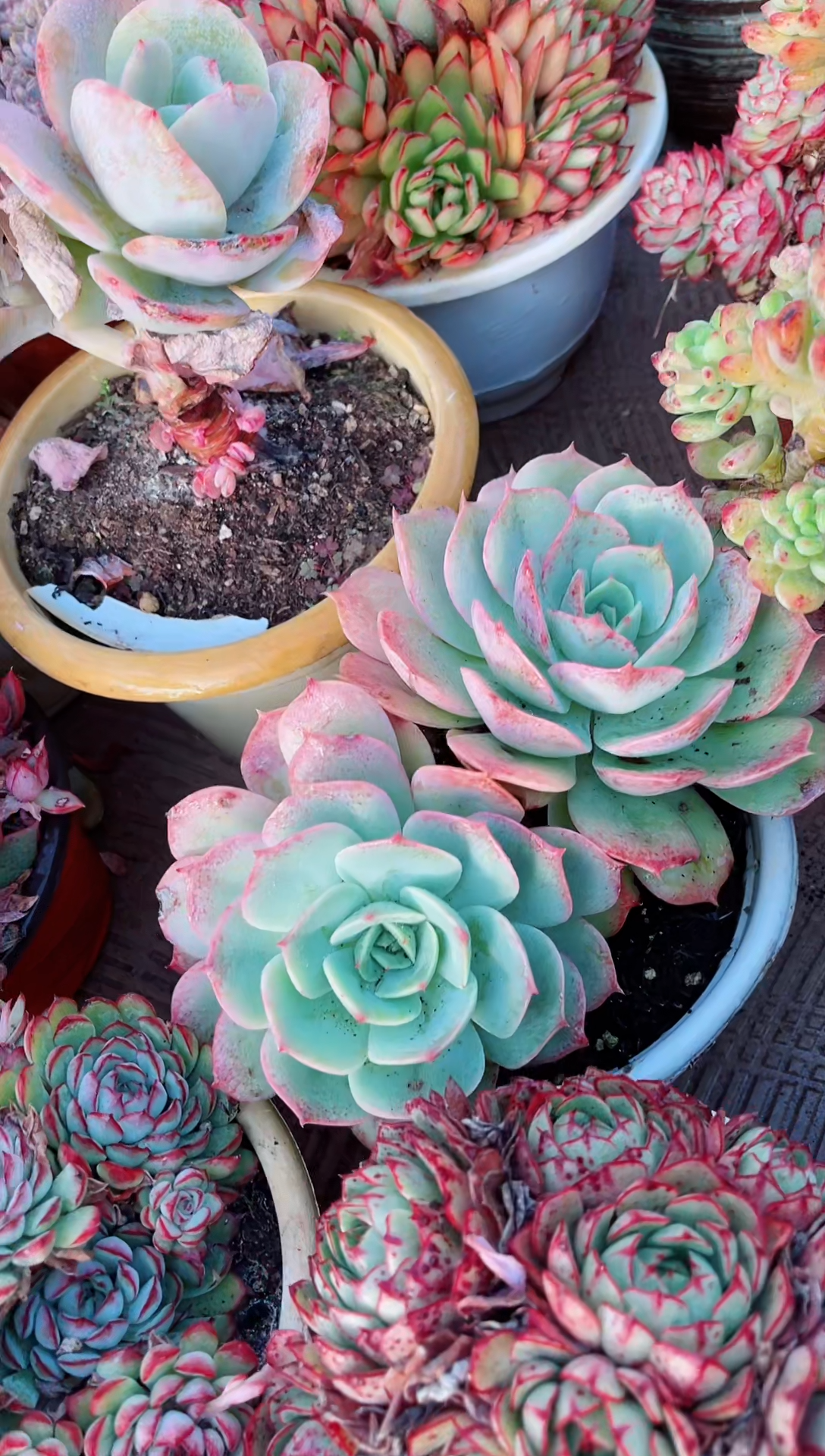 【闪购商品】05156