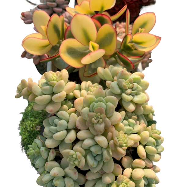 新花月锦劳尔带盆土2颗 新手好养 多肉植物 