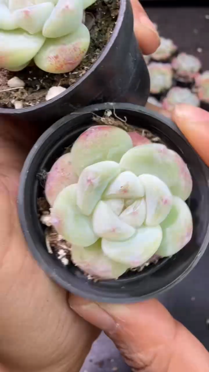 08号果冻冰玉到手【5】棵