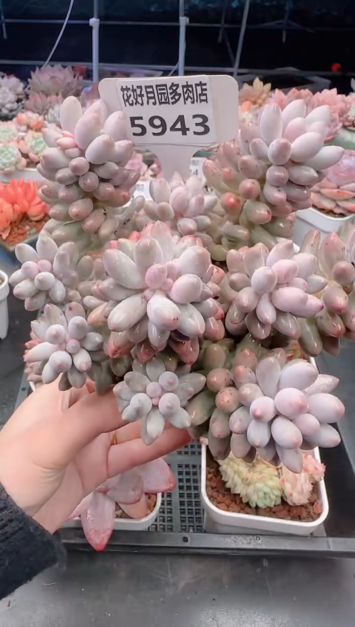 【闪购商品】5943婴儿手指