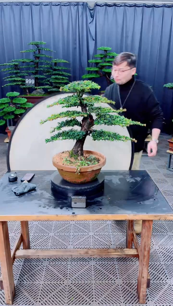 无花朵盆景.......